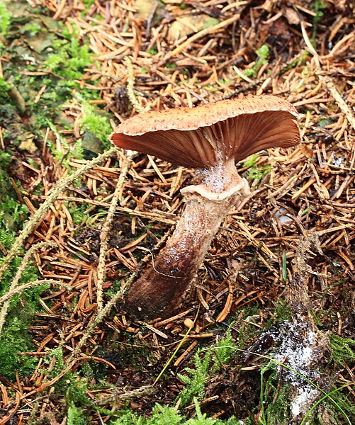 File:Sombere honingzwam (Armillaria ostoyae). Locatie, Sauerland Duitsland 01.jpg