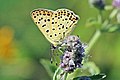 * Nomination Sooty copper (Lycaena tityrus) male, Bulgaria --Charlesjsharp 08:17, 31 August 2017 (UTC) * Promotion Good quality. --Vengolis 16:44, 31 August 2017 (UTC)