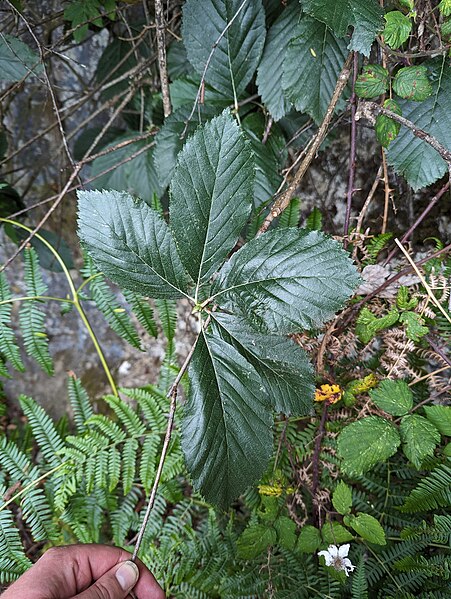 File:Sorbus leptophylla, Craig-y-Cilau (53138984523).jpg