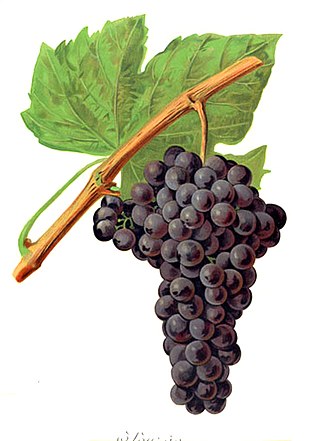 <span class="mw-page-title-main">Sezão</span> Varietal wine grape