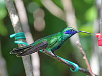 Violetear, Sparkling Colibri coruscans