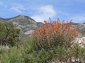 Red Rock Canyon, NV