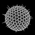 Spherical radiolarian