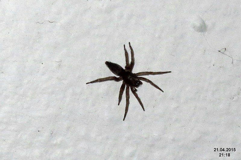 File:Spider 2 (FG) (17323786785).jpg