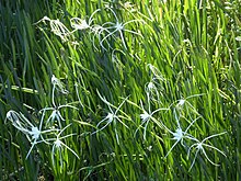 Spiderlily (Hymenocallis lih. occidentalis) (26784789409).jpg