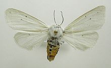 Spilosoma urticae.jpg