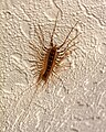 * Nomination Spinnenläufer oder Spinnenassel in Rheinland-Pfalz.--Fischer.H 08:58, 8 April 2021 (UTC) * Promotion  Support Good quality. --Ermell 13:02, 8 April 2021 (UTC)  Comment The English-language name for this creature is house centipede. I will edit the file description to reflect that. Quality is fairly good. -- Ikan Kekek 21:16, 8 April 2021 (UTC)