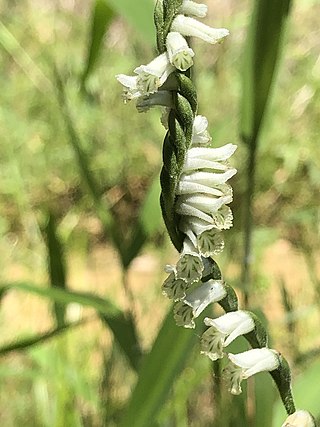 <i>Spiranthes praecox</i> Species of orchid