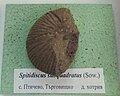 en:Spitidiscus subquadratus (Zwierzycki) Lower en:Hauterivian, Ptichevo, Cr1 4629 at the Sofia University "St. Kliment Ohridski" Museum of Paleontology and Historical Geology