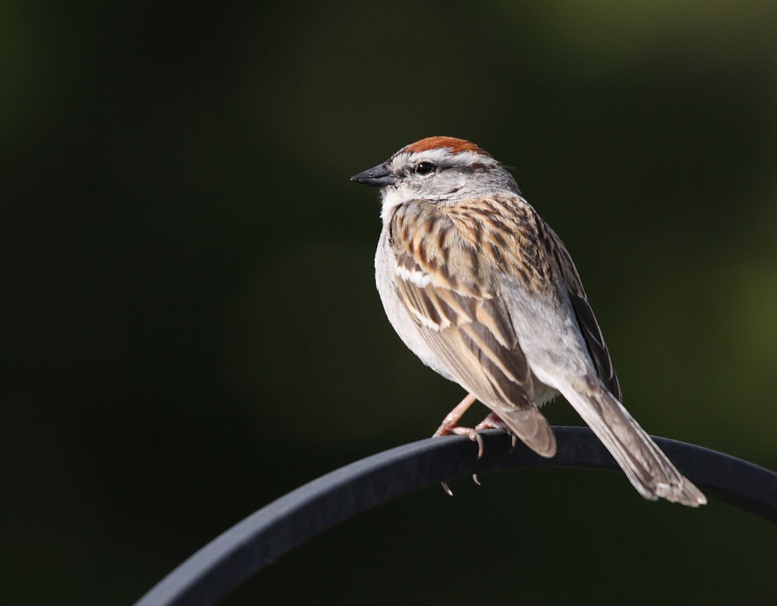 File:Spizella passerina JVDH.jpg