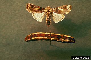 <i>Spodoptera ornithogalli</i> species of insect