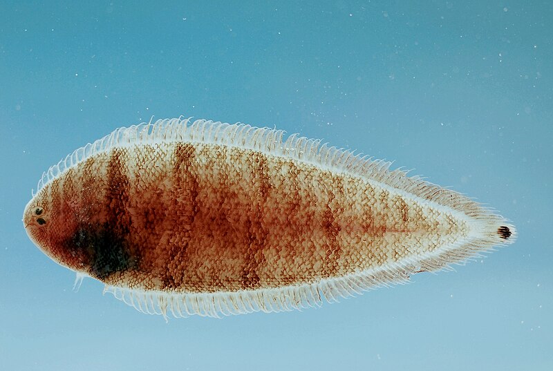 File:Spottail tonguefish ( Symphurus urospilus ).jpg