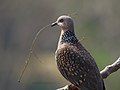 Spotted dove 3.jpg