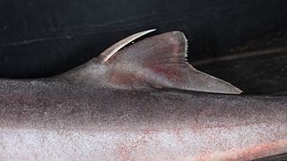 Squalus acanthias-pb.jpg