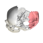 Thumbnail for Squamous part of occipital bone