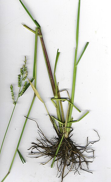 File:Starr 030807-8001 Echinochloa colona.jpg