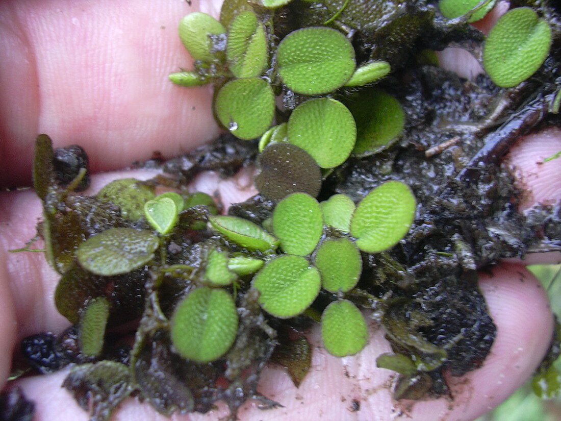 Salvinia minima