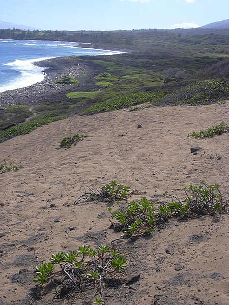 File:Starr 031127-0081 Scaevola taccada.jpg