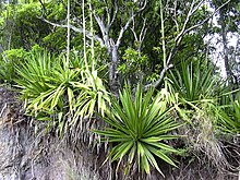 Starr 031210-0043 Furcraea foetida.jpg