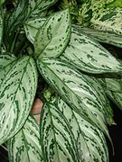 Starr 070906-8788 Aglaonema commutatum crop.jpg