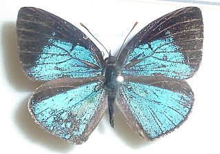 <i>Stempfferia ciconia</i> Species of butterfly