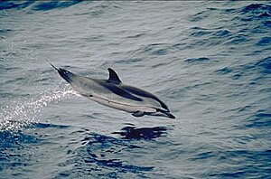 A striped dolphin in full flight