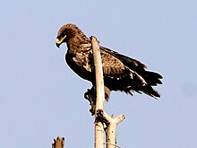 Steppe eagle near Chandigarh. Steppe eagle near Chandigarh.jpg