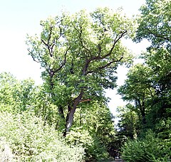 Stieleiche im Lohnder Wald