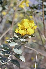 Miniatura para Stirtonanthus