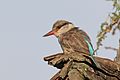 Juvenile H. c. chelicuti, Uganda