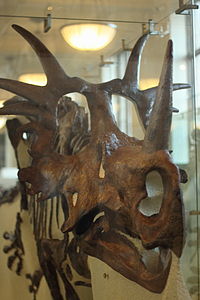 Styracosaurus AMNH.jpg