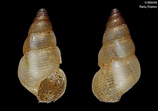 <i>Subonoba</i> Genus of gastropods
