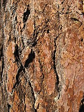 Bark of a sugar pine on Mount San Antonio in the San Gabriel Mountains of Southern California Sugar Pine Bark.jpg