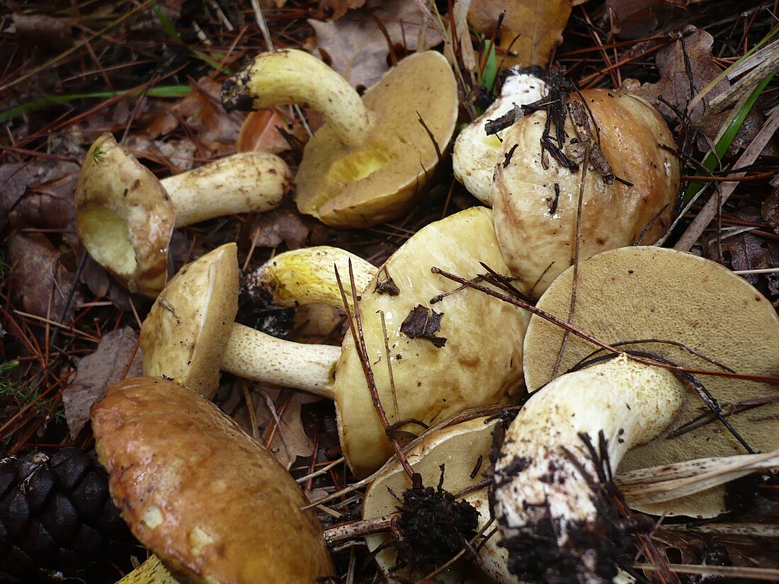 Suillus mediterraneensis