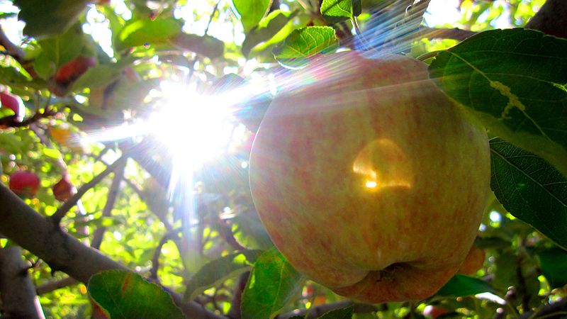 File:Sun ^ apple - panoramio.jpg