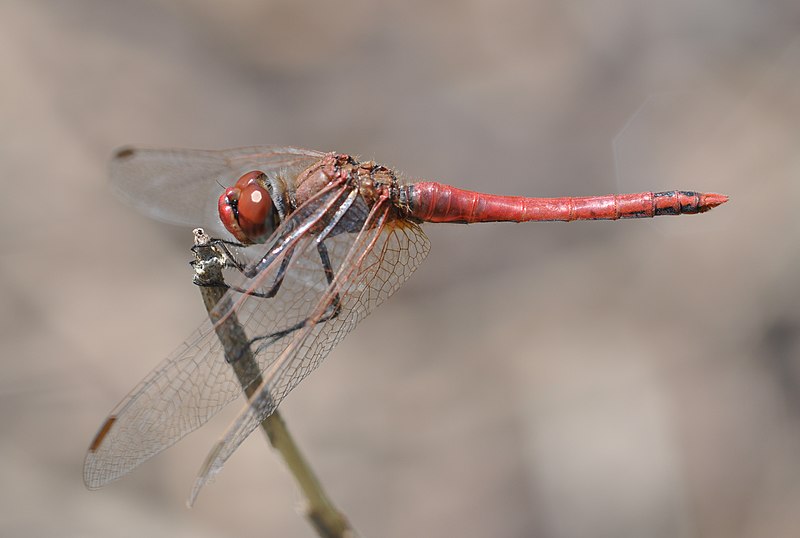 File:Sympetrum sanguineum qtl1.jpg