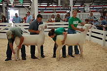 Examen de unas ovejas para comprobar su grado de cumplimiento del estándar de raza durante una feria ganadera.