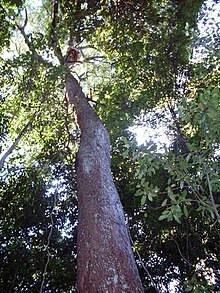 Syzygium paniculatum 88 cm trunk diameter.JPG