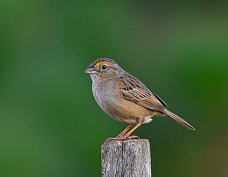 Grassland sparrow Species of bird