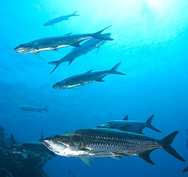 Tarponi (Megalops atlanticus)