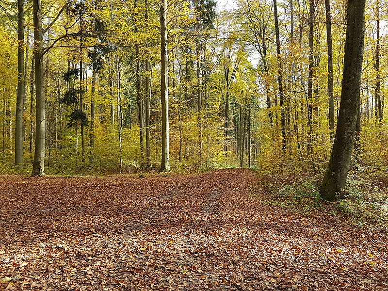 File:Tauberbischofsheim Wegkreuzungen Hüttenschlagweg Hambergweg - 10.jpg