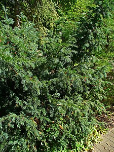 Taxus baccata Habitus