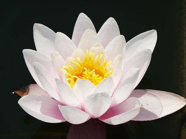 Lotus symbolically represents karma in many Asian traditions. A blooming lotus flower is one of the few flowers that simultaneously carries seeds insi