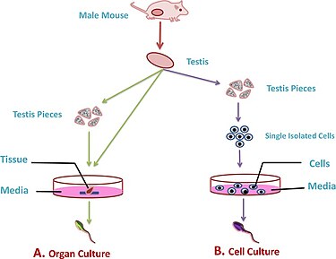 This image shows the difference in process between organ culture and cell culture. Testis Organ Culture Vs Cell Culture.jpg