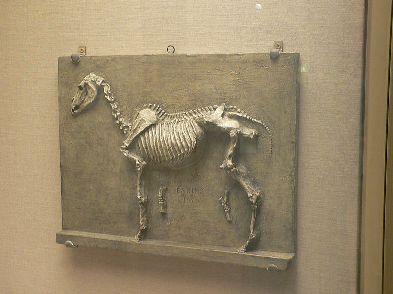 File:The Mare Josephine Skeleton G500.jpg