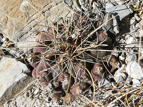 Plant growing in habitat near San Roberto