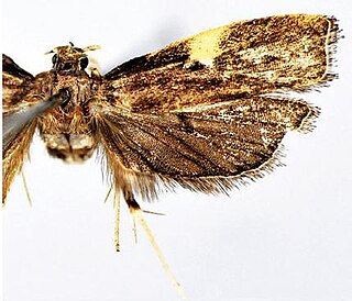 <i>Thubana felinaurita</i> Species of moth