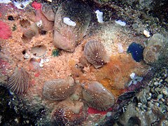 Tide pool shells in Kona.jpg