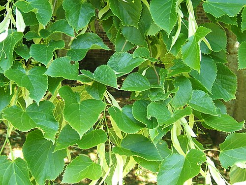 Tilia henryana.jpg