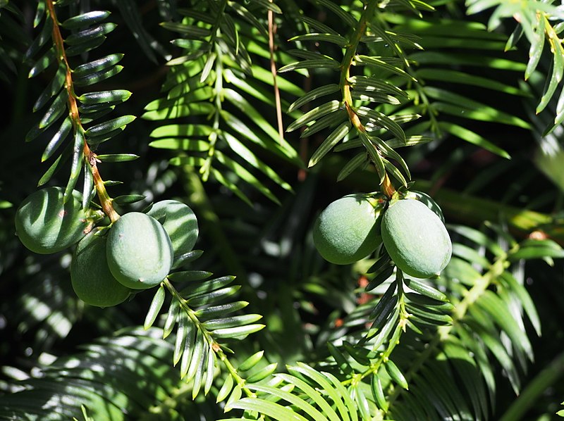 File:Torreya grandis Torreja 2016-07-23 01.jpg